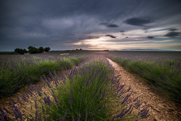 Beautiful scenery of lavender fields under a dark cloudy sky