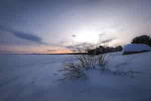 Foto gratuita uno splendido scenario di molti alberi spogli in una terra innevata durante il tramonto