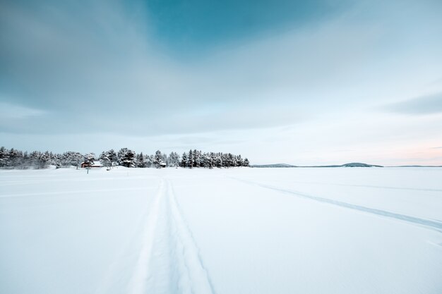 日没時の雪に覆われた土地にたくさんの葉のない木々の美しい風景