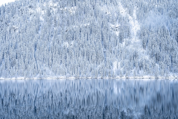 Красивый пейзаж множества деревьев, покрытых снегом в Альпах, отражающихся в озере