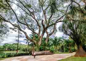 無料写真 ブラジルのベレン市にあるマンガルダスガルカス公園の美しい風景