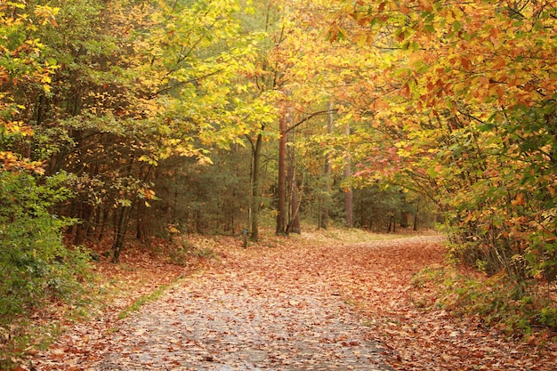Beautiful scenery of the path through the fall trees in the forest