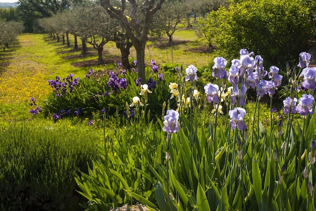 Beautiful scenery of purple irises and an orchard in Provence