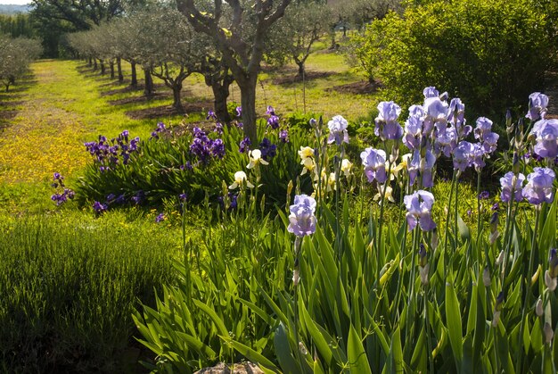 Beautiful scenery of purple irises and an orchard in Provence