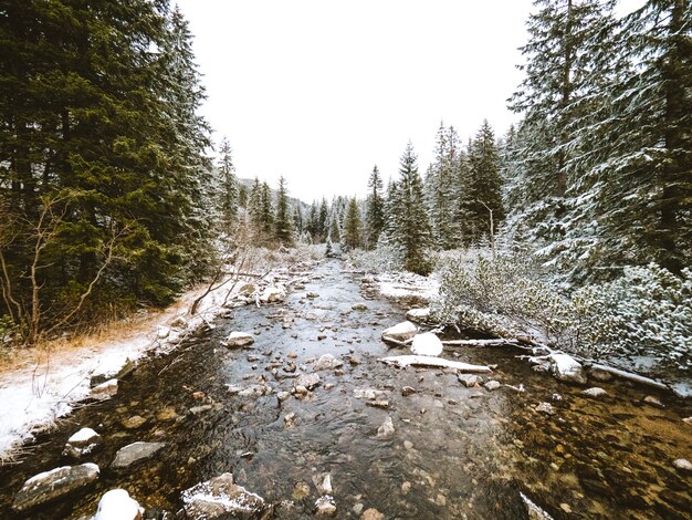 Free photo beautiful scenery of a river surrounded by fir trees near the tatra mountains in poland