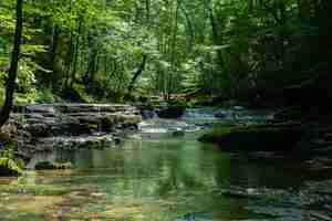 Foto gratuita splendido scenario di un fiume immerso nel verde durante il giorno