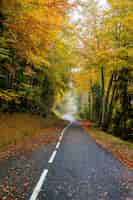 Free photo beautiful scenery of a road in a forest with a lot of colorful autumn trees