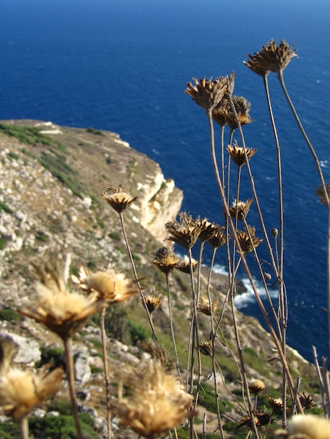 Beautiful scenery of rocky cliffs on the sea coast on the island of Filfla in Malta