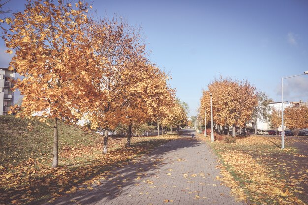 마른 잎이있는 가을 나무로 둘러싸인 보도의 아름다운 풍경