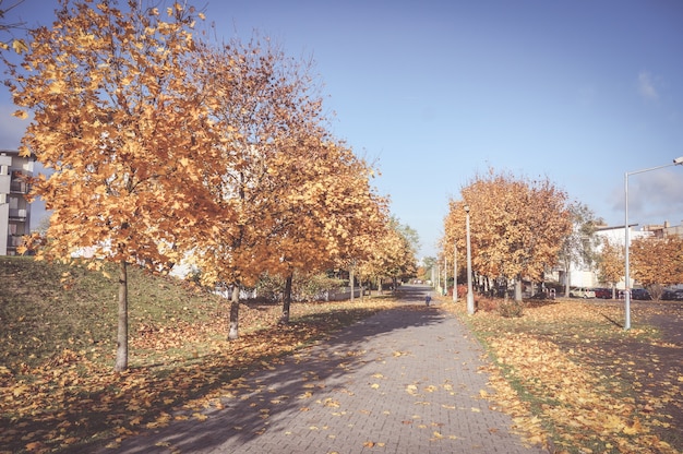 Beautiful scenery of a sidewalk surrounded by autumn trees with dried leaves