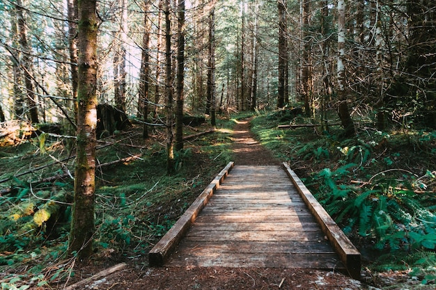 Beautiful scenery of a small board bridge leading over a ditch in the forest