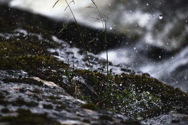 Free photo beautiful scenery of snow mixed with rain falling over the green plants