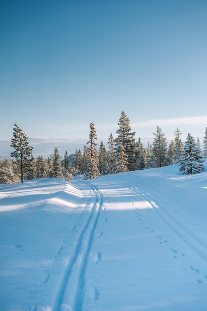 Beautiful scenery of a snowy area with a lot of green trees in Norway