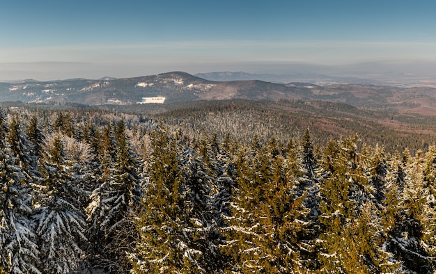 겨울 언덕에 눈이 덮인 가문비 나무의 아름다운 풍경