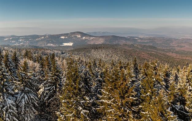 Beautiful scenery of spruce trees covered with snow in the hills in winter