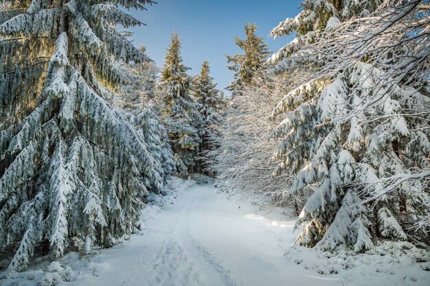 Beautiful scenery of spruce trees covered with snow in the hills in winter