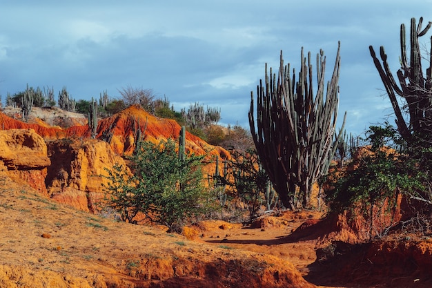 Beautiful scenery of the Tatacoa Desert, Colombia with exotic wild plants on the red rocks