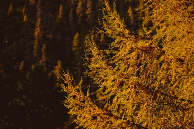 Beautiful scenery of a tree forest in the late autumn - great for a natural background