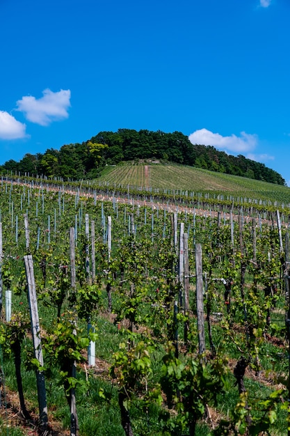 Beautiful scenery of a vineyard under a clear blue sky during daytime