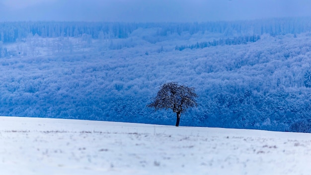 雪に覆われた木々のある冬の風景の美しい風景