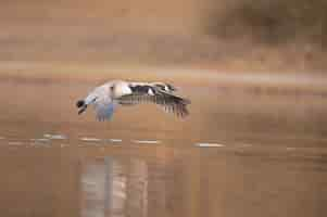 Foto gratuita bellissimi uccelli marini che volano sopra la superficie dell'acqua in un lago