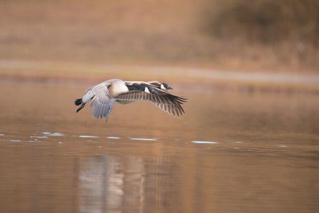 湖の水の表面の上を飛んでいる美しい海鳥