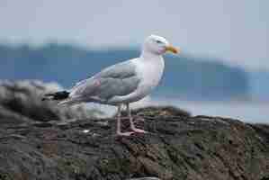 Free photo beautiful seagull standing on a rock in coastal maine.