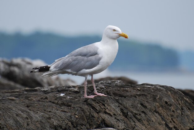 Красивая чайка стоит на скале в прибрежном штате Мэн.