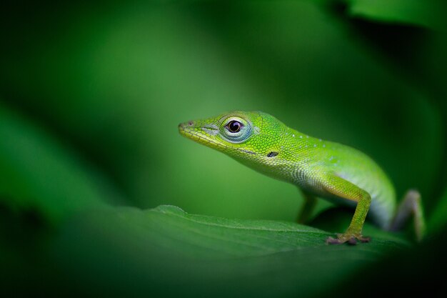 Beautiful selective focus shot of a bright green gecko on a leaf