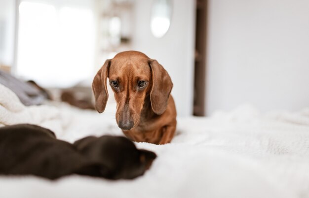 Beautiful selective focus shot of two Dachshund puppies looking at each other