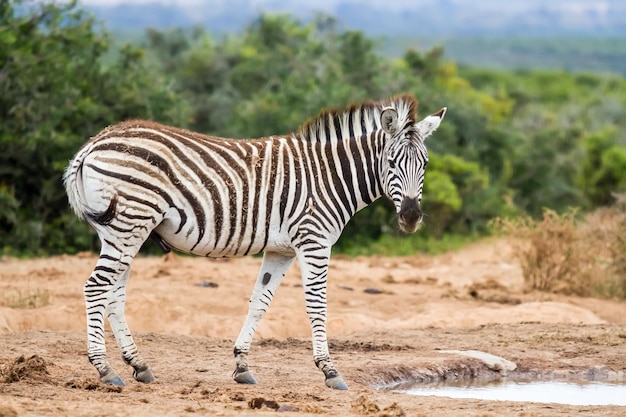 Beautiful shallow focus shot of a zebra in the wild