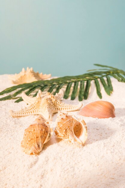 Beautiful shells and leaves on beach