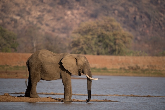 Красивый снимок африканского слона, пьющего воду на озере