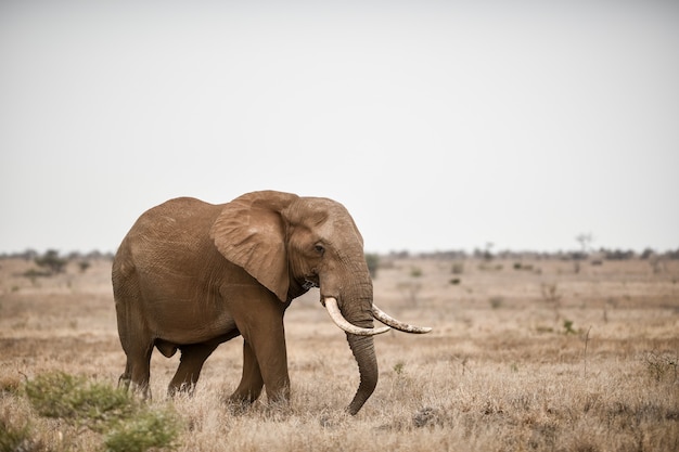 Красивый снимок африканского слона в поле саванны