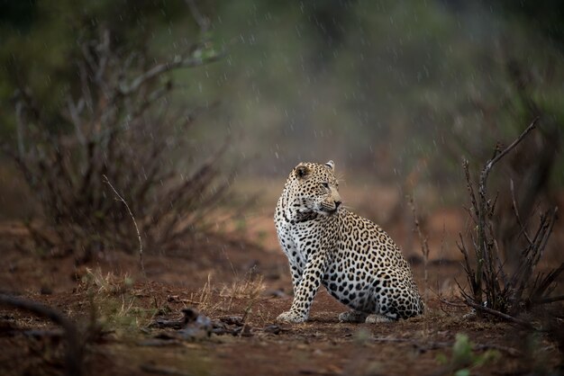 Beautiful shot of an african leopard sitting on the ground
