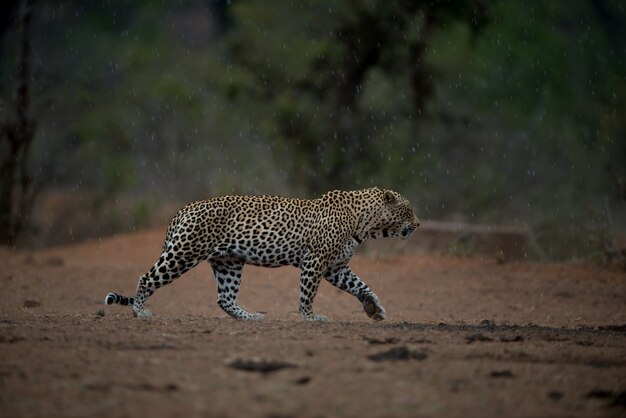 Красивый снимок африканского леопарда, идущего под дождем на размытом фоне