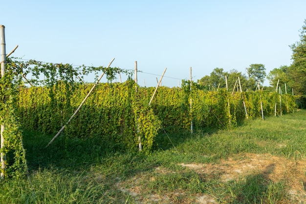 Beautiful shot of an agricultural vine field with a clear blue sky