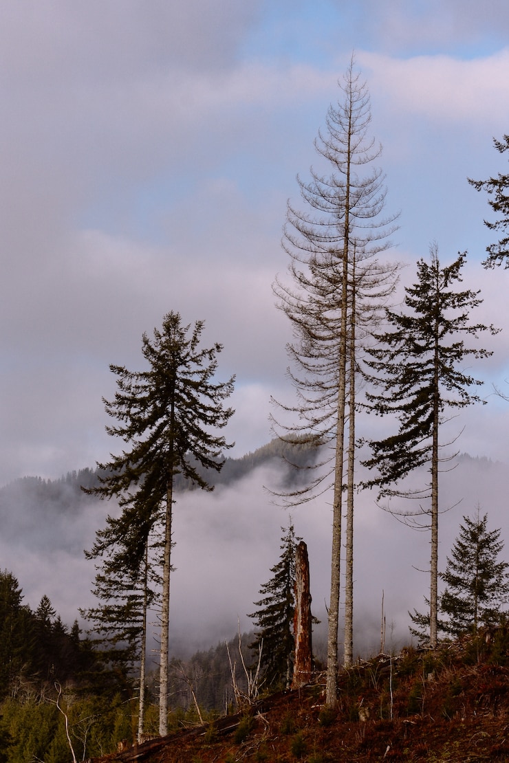 Free Photo beautiful shot of an amazing natural landscape