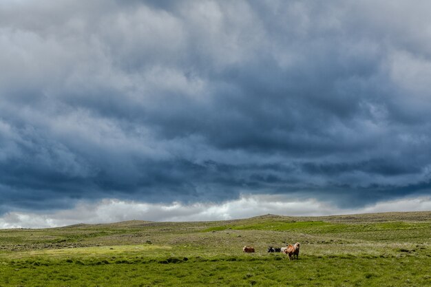 Beautiful shot of animals pasturing in a greenfield under the cloudy sky