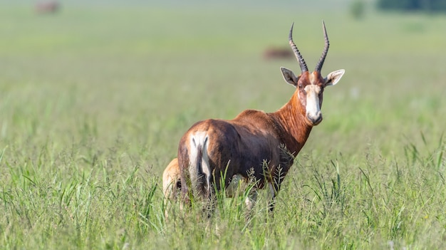 Beautiful shot of antelopes family standing in a green field