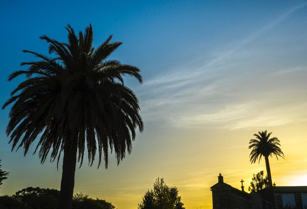 Beautiful shot of Attalea trees with a church in the distance under a yellow and blue sky