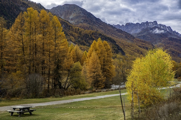 Beautiful shot of the autumn forest full of yellow trees