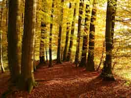 Free photo beautiful shot of an autumnal forest with lots of trees