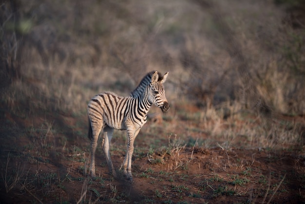 Красивый снимок детеныша зебры