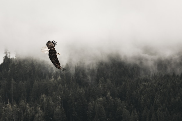 Beautiful shot of a bald eagle flying above the forest with fog