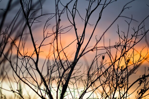 夕日の息をのむような景色と裸木の美しいショット