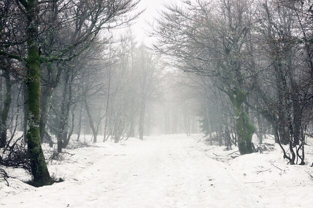 Beautiful shot of bare trees in a forest with a ground covered with snow during winter