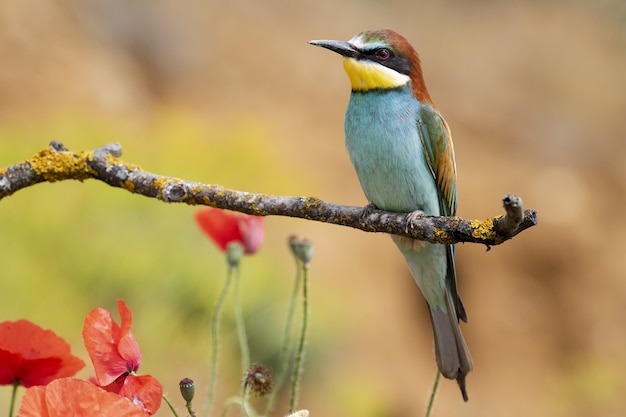 Beautiful shot of a bee-eater bird perched on a branch in the forest