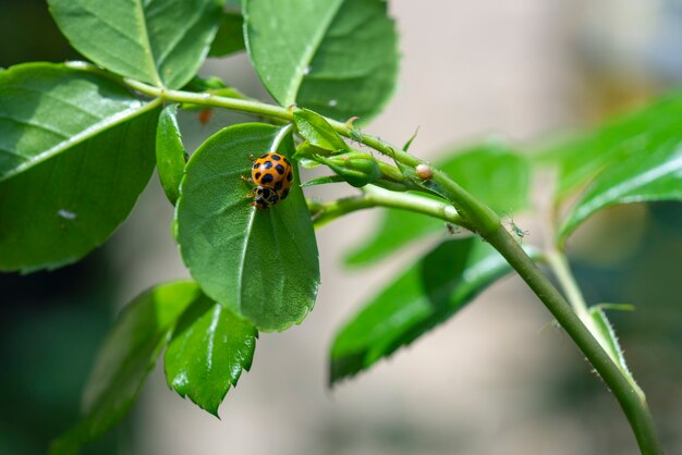 Beautiful shot of a beetle on the leaf of a flower on a sunny day