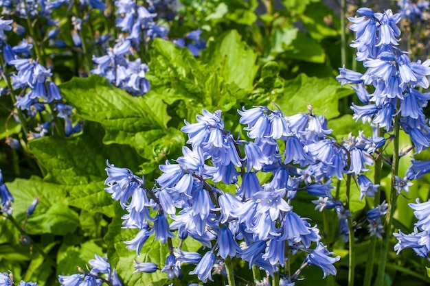 Beautiful shot of the bellflowers in the garden on a sunny day